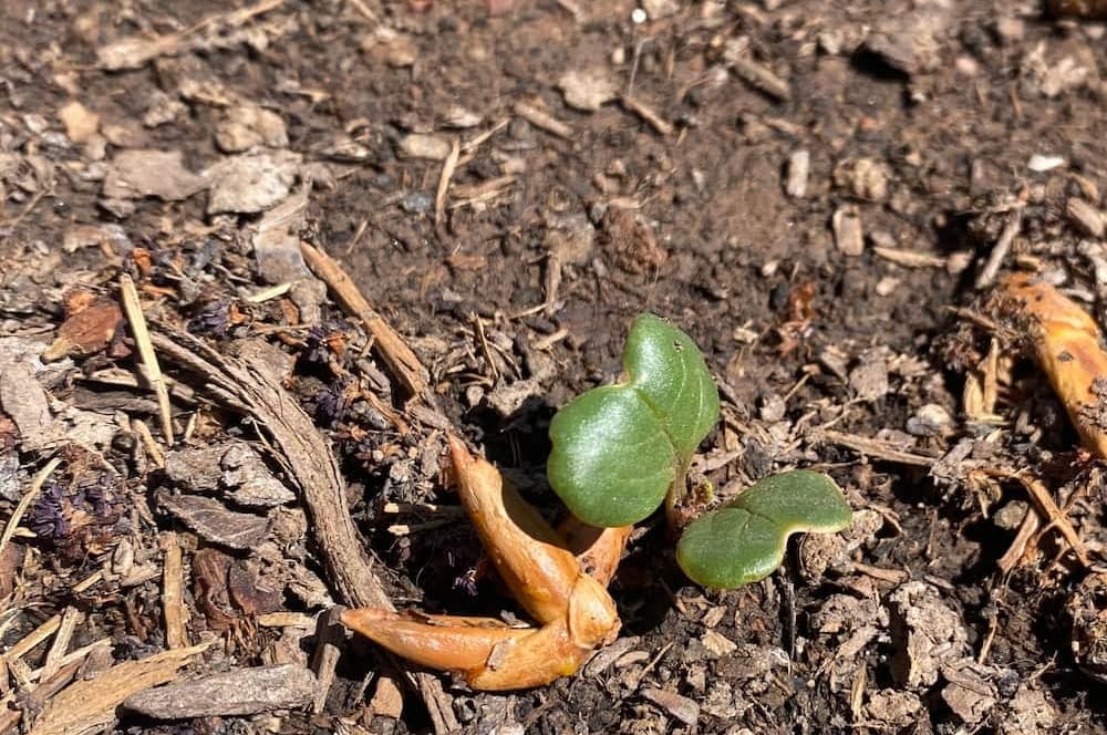 Hands holding rich dark garden soil with visible organic matter and earthworms